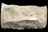 Fossil Whale Vertebrae - Yorktown Formation #50848-2